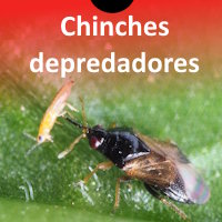 Chinches depredadores